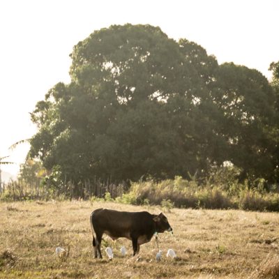 Une vache à Marie-Galante.